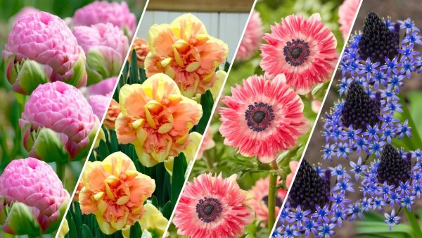 10 New Set-and-Forget Bulbs to Purchase Before August Ends – Your Easy Gardening Shortcut for Stunning Spring Blooms