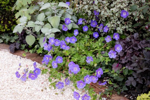 20 Stunning Plants That Will Suppress Weeds – Plus They Have Flowers!