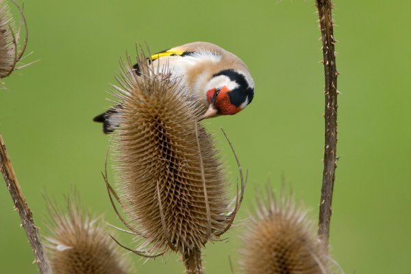 26 Amazing Plants That Naturally Feed Birds Without Disease Risks