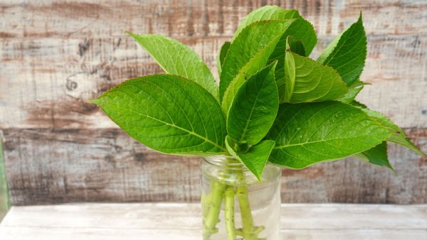 3 Simple Cuttings You Can Root in Water This September (Including the One Everyone Thinks is Impossible)