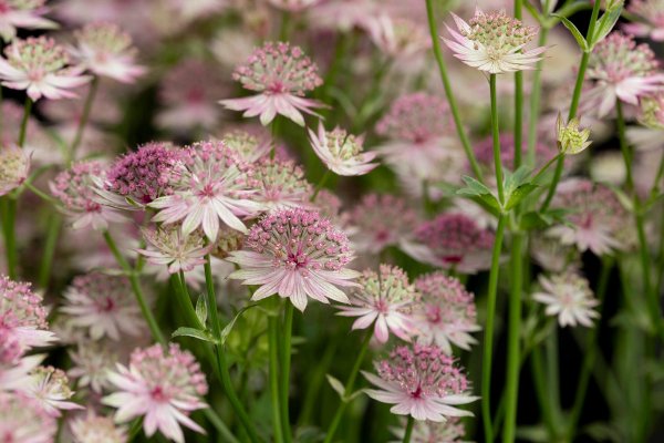 35 Resilient 'Superplants' That Thrive Almost Anywhere