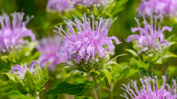 5 Easy-to-Grow Native Plants You Can Collect From Seed in September to Expand Your Garden for Free – and Support Local Wildlife