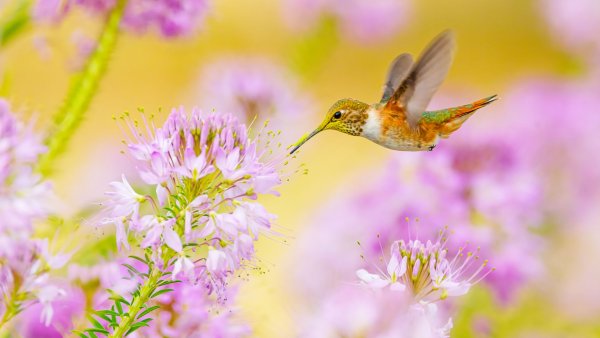 5 Simple Ways to Attract Hummingbirds to Your Yard in July – and Help Them Prepare for Migration