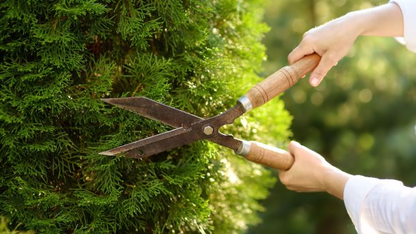 5 Plants You Should Avoid Pruning in October – Don’t Ruin Your Winter Display or Next Year's Blooms