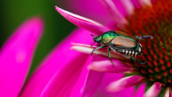 6 Pests to Watch for in July – Stop Them Before They Damage Your Garden