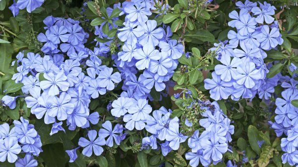 7 Underrated Perennials to Plant in October for Stunning Fall Color