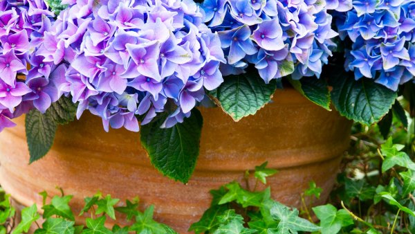 8 Popular Plants That Struggle in Terracotta Pots – They’re More Likely to Die