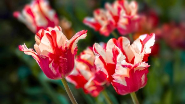 9 Bulbs to Plant in October for Stunning, Low-Maintenance Spring Flowers – Perfect for Beginners