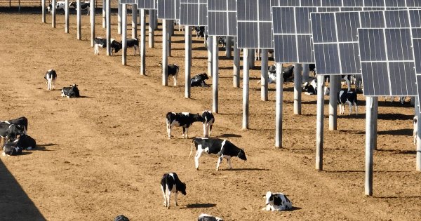 98% of Big Meat and Dairy Climate Claims Are Greenwashing