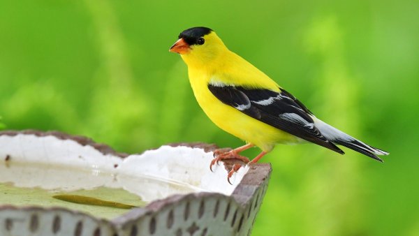 Keep Bird Bath Water Fresh During Heatwaves with This Simple Copper Trick