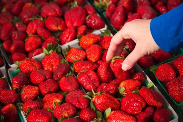 Major Supplier's Produce Often Contains 'Forever' Pesticides