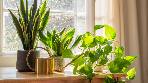 All Of My Houseplants Are Dying In The Heat Except For This One – It's Virtually Unkillable
