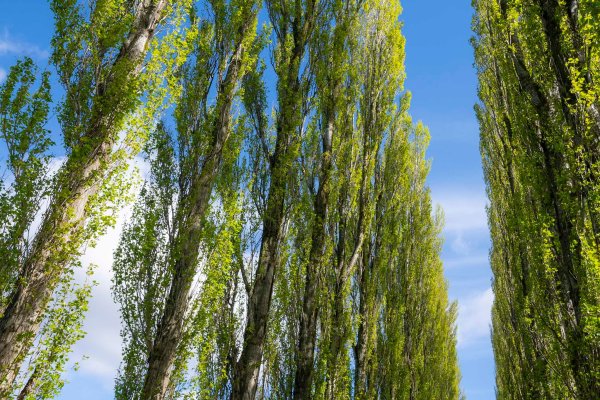 Caution! 27 Aggressive Plants That Could Wreck Your Garden