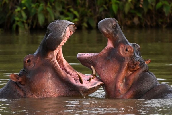 Colombia will euthanize Pablo Escobar’s invasive ‘cocaine hippos’