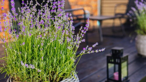 Do Mosquito-Repelling Plants Actually Work? Discover Their Benefits and Limitations for Your Yard