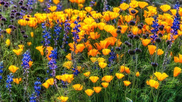 Transform Your Soil: 7 Resilient Annuals That Bring Life to Dry, Poor Areas