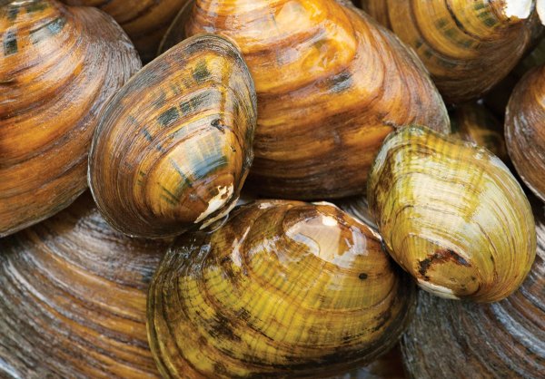 Freshwater mussels are disappearing—and no one is really sure why