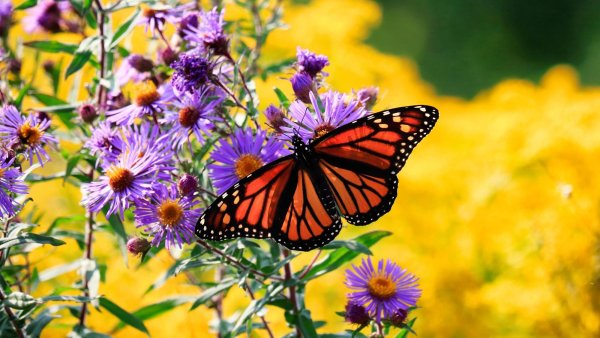 Gardeners Are Swapping Out Old Flowers for These 5 Stunning Prairie Plants That Shine in Fall
