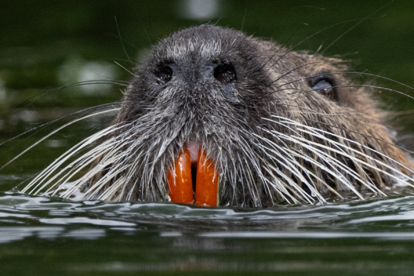 Giant rodent that could devastate California wetlands was 'deliberately' reintroduced to population, experts fear