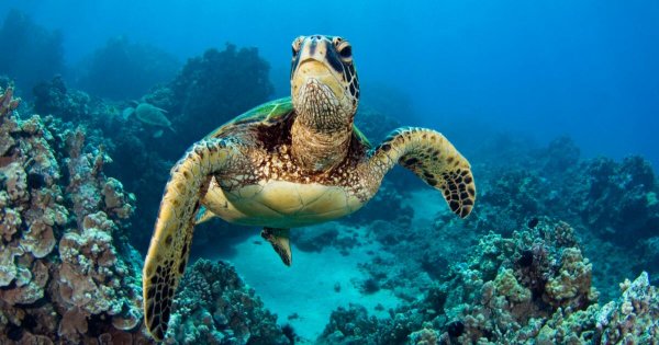 Hawai'i Coral Legal Personhood Bid Fails