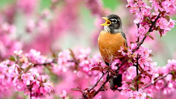 Help American Robins Beat the Summer Heat – 5 Simple Ways to Support Your Backyard Birds