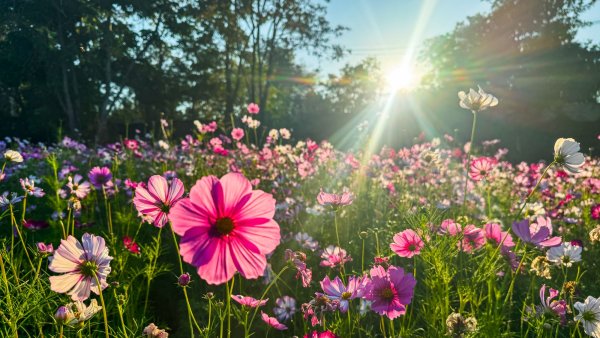 Duration of the Heatwave and How to Protect Your Garden Plants