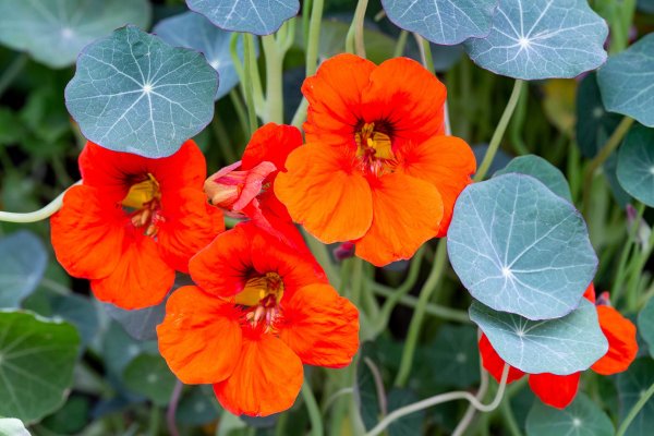 A Complete Guide to Growing and Caring for Nasturtiums