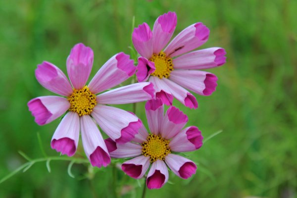 A Complete Guide to Growing Cosmos
