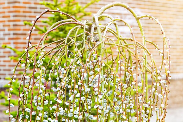 A Guide to Growing Pussy Willow
