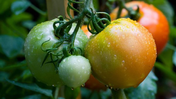 How to Ripen Green Tomatoes Before Frost Arrives – Plus One Trick to Skip