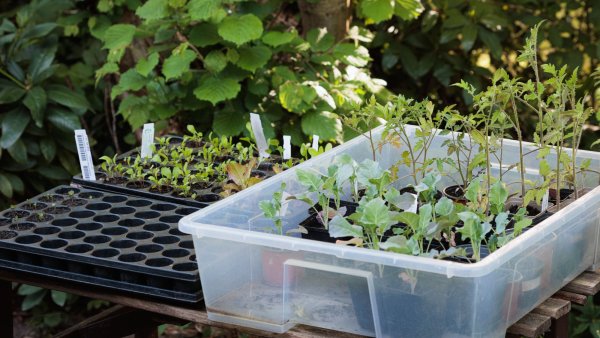 3 Smart Ways to Use Old Storage Bins in Your Garden and Save Money