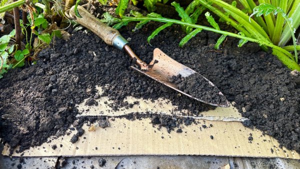 I Mulched My Vegetable Bed With Cardboard and Had a Great Harvest – Yes, It Works!