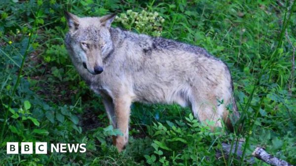 Italy: Poisoning suspected in deaths of 18 wolves in national park