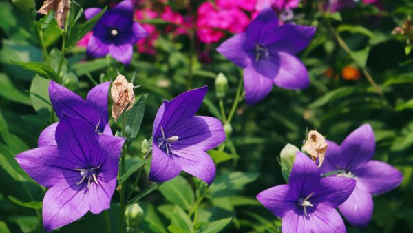 It's Not Too Late to Plant! 7 Perennials That Will Reward You With Stunning Color Later This Summer