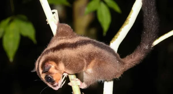 Lost Marsupial Rediscovered in West Papua