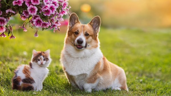 Discover Your Birth Month Pet – and the Significance of All 12 Companion Animals
