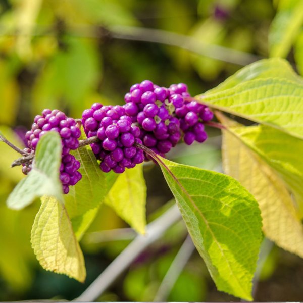 Move Over, Privet! This Berry-Laden Shrub Could Be the Beautiful Alternative Your Garden Needs
