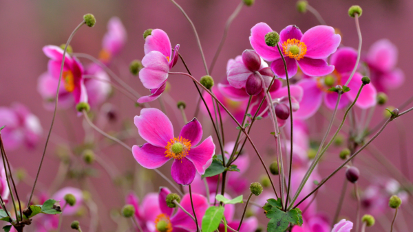 My Neighbor’s Garden Looks Even Better Now Thanks to One Flower
