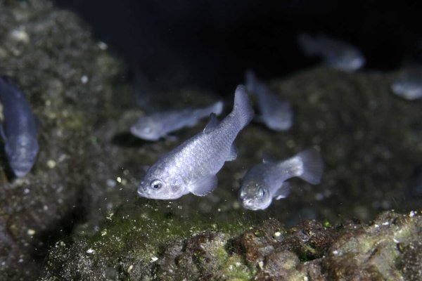 National Park Service scientists have lost track of the world's rarest fish