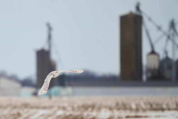 UN adds 40 migratory species to protection list