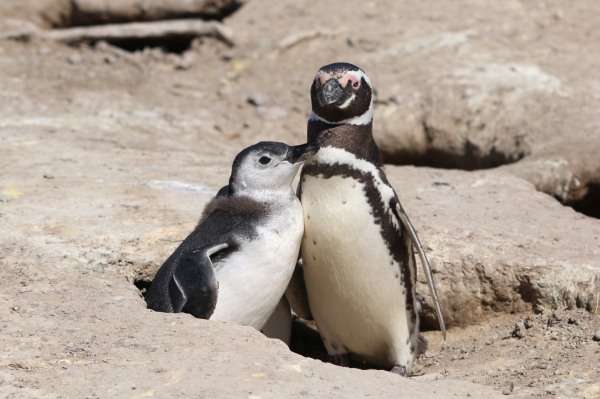 Penguin ‘toxicologists’ find PFAS chemicals in remote Patagonia