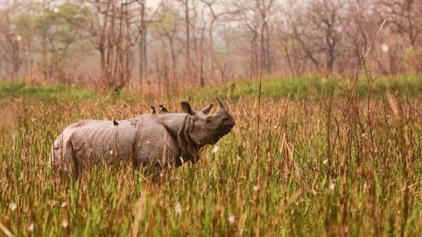 Positive Conservation Stories From Around the World That Inspire Hope