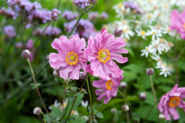 Ranked! The 12 Most Invasive Plants to Avoid (According to Expert Jane Moore)