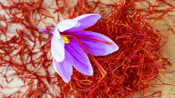 Saffron: The World's Most Expensive Spice That's Easy to Grow