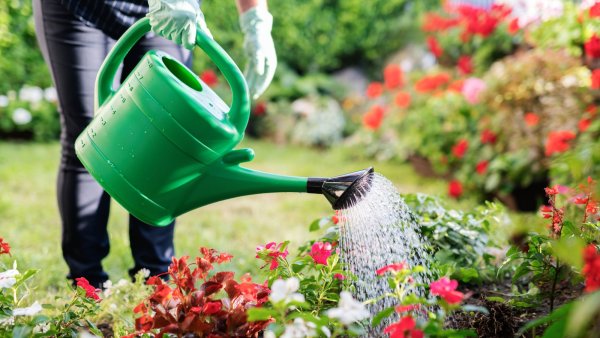 Shallow Watering Isn’t Always Bad – Here's When It's Actually Better for Plants Than Deep Watering
