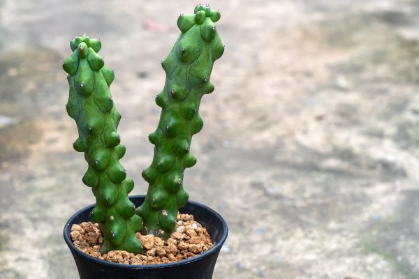 Stiffcock, Nippleweed, and Naked Ladies? 13 Plants with Hilarious Names That Will Make You Double Take