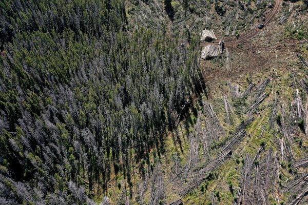 The Trump administration wants to take an ax to the East’s last great forests