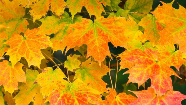 These 6 Fast-Growing Shade Trees Offer Cooling Canopies in Summer and Add Multi-Season Interest to Your Yard
