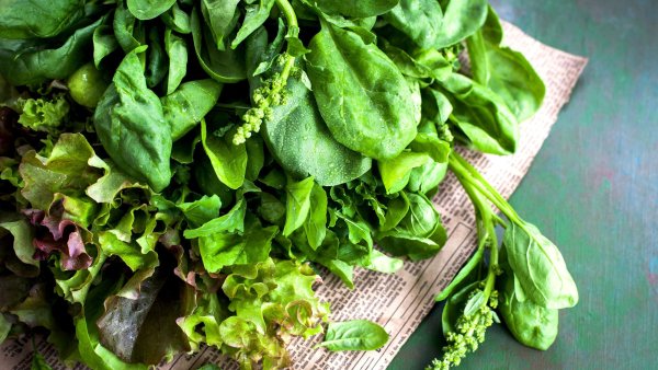 Fast-Growing Salad Crops to Satisfy August Hunger Gaps with Delicious Harvests Until Fall