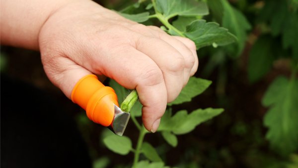 This Handy Thumb Knife is Ideal for Pruning Tomato Suckers & Deadheading Faded Blooms – Only $10!